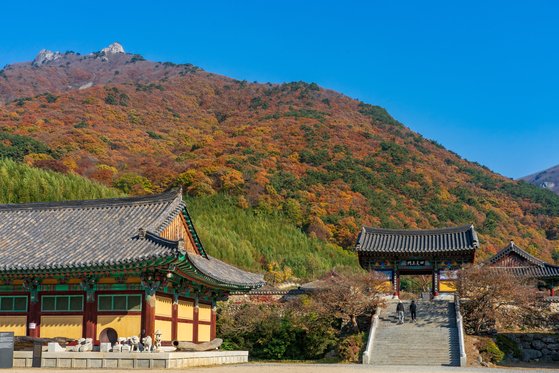 文도 거닐었다…황금물결 펼쳐진 영남알프스의 보물