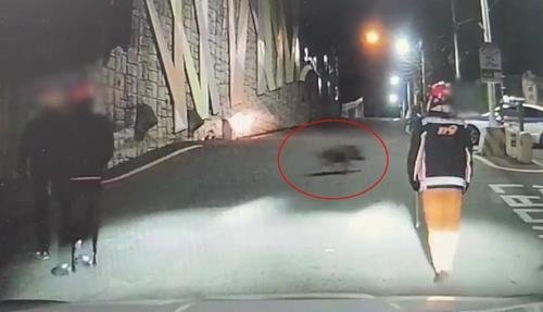 부산 안창마을에 멧돼지 3마리 출현…당국 수색 중