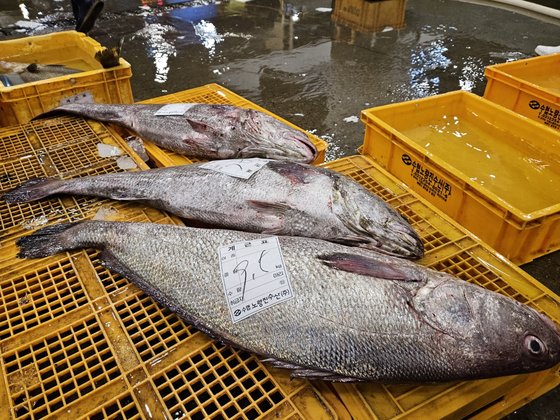 오염수 방류 전에 실컷 먹자…복날 민어횟집은 만석 됐다