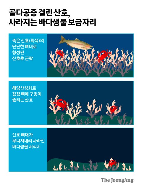 따뜻한 탄산수가 돼버린 바다…산호초에 미친 충격적 결과 [창간기획-붉은 바다]