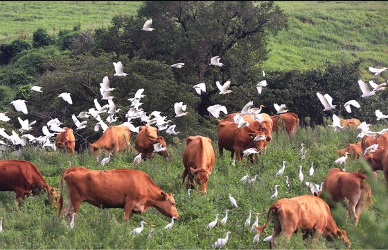 20억짜리 소 100마리가 산다고?…서산 핫플 JP목장의 비밀