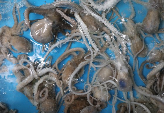 신안군, 갯벌낙지 맨손잡기 장인 뽑는다…기술장려금 400만원
