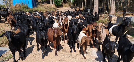 ‘개식용 금지’에 흑염소 값 천정부지…보신탕 업주 “국민의 먹을 자유 훼손”