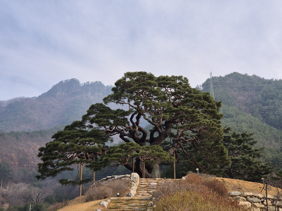 우황청심환 상표 모델 소나무…올해의 나무 10그루 사연 보니