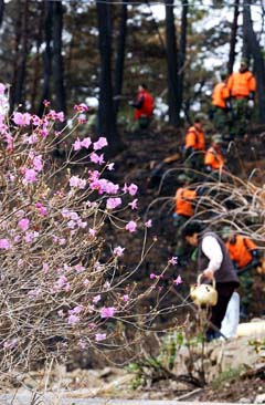 “봄꽃 축제 놀러오세요” 15일 연기 도원문화제 시작