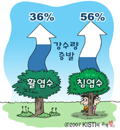 비 오면 소나무 숲, 참나무 숲 중 어디로 피할까?