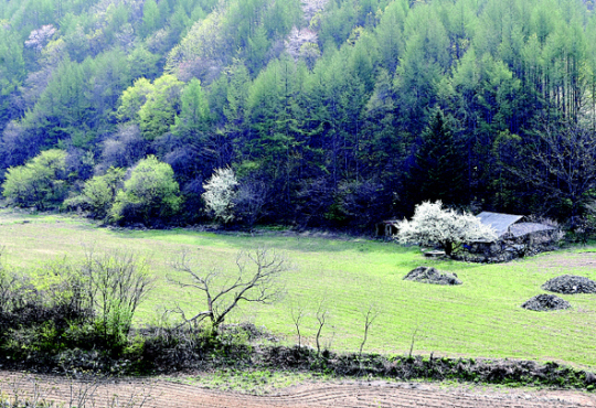 그림같은 산과 들…산나물 향기 진동