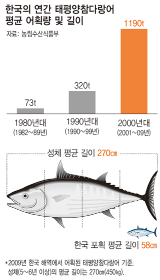 “멸종위기 태평양참다랑어 지켜라”