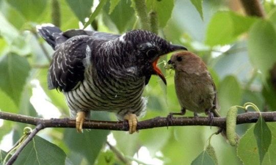 뻐꾸기의 잔인성 ㄷㄷㄷ.JPG1