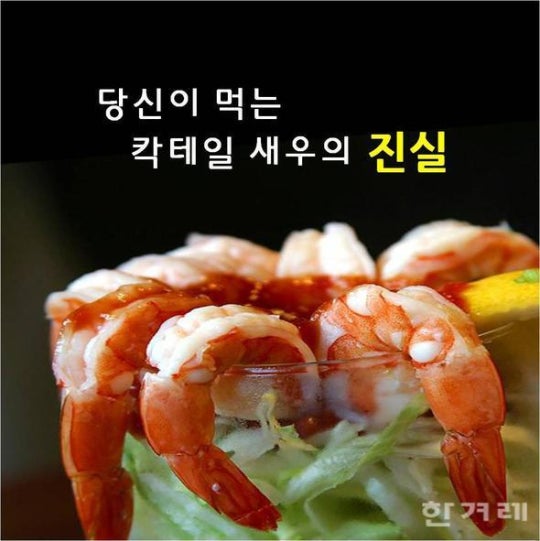 당신이 먹는 칵테일 새우의 진실 | 인스티즈