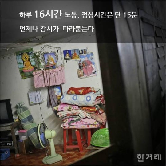 당신이 먹는 칵테일 새우의 진실 | 인스티즈