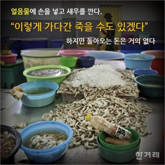 당신이 먹는 칵테일 새우의 진실 | 인스티즈