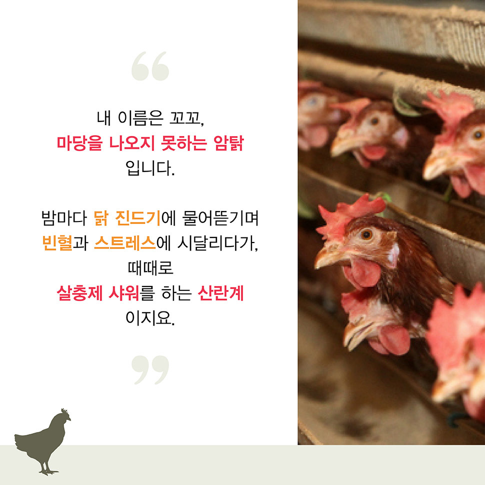 [카드뉴스] 닭이 직접 말하는 ‘공장 닭 수난사’ 
