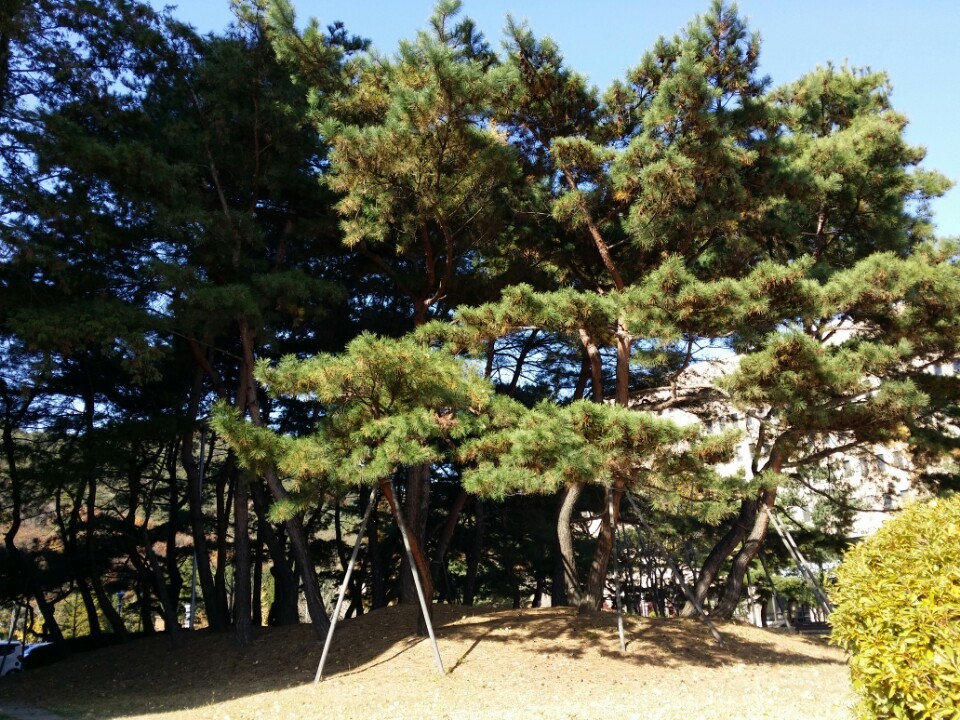 50년에 25%…시골 나무보다 빨리 자라는 도시 나무, 이유는? 