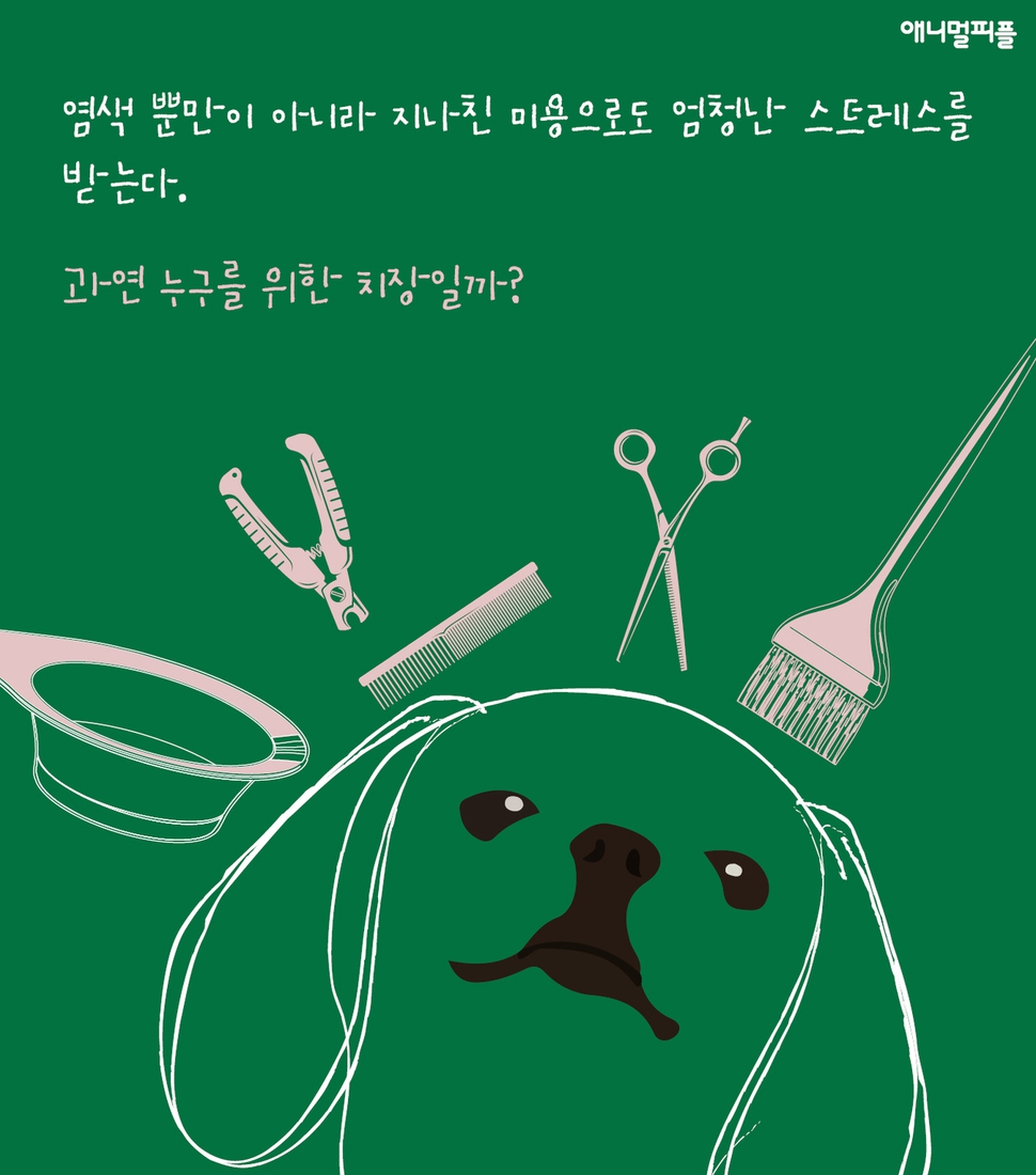  [카드뉴스] 알록달록 염색한 개, 기분도 밝을까요? 