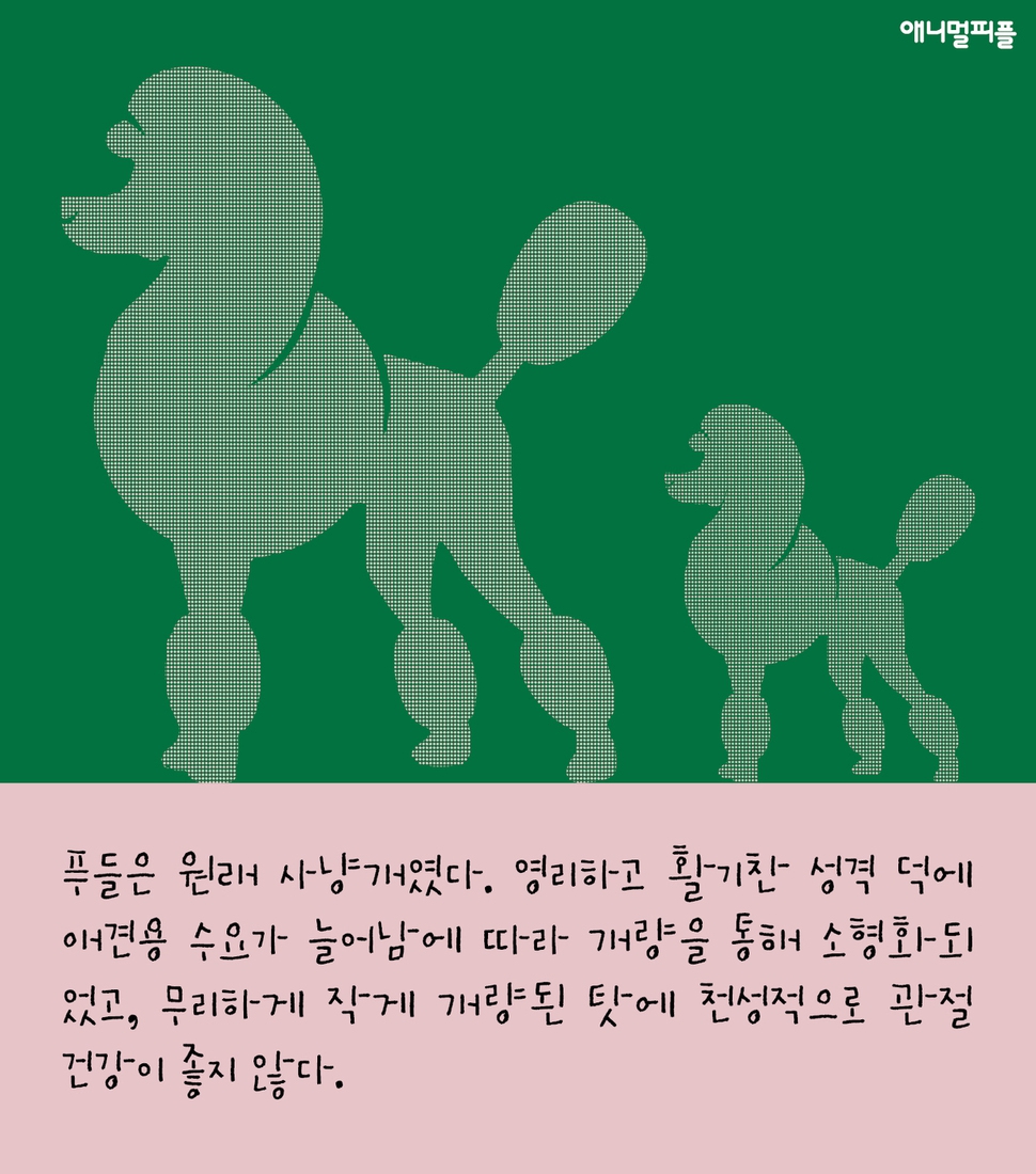  [카드뉴스] 알록달록 염색한 개, 기분도 밝을까요? 