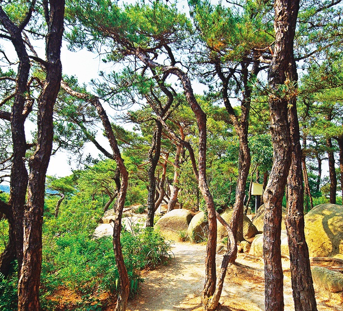 제멋대로 자란 키 작은 소나무, 숲을 이루니 아름답다