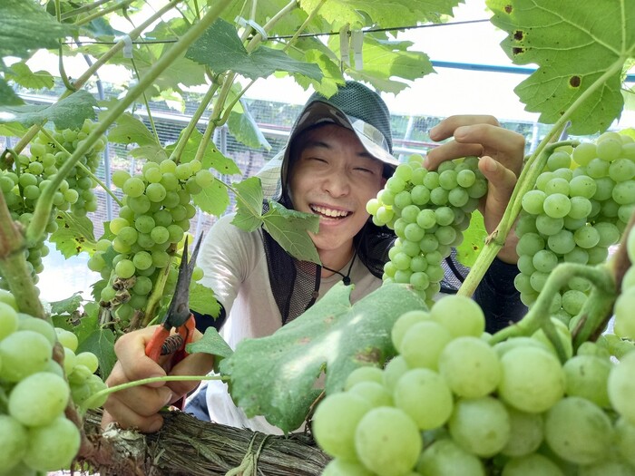 보르도·토스카나 아닌 영동으로 떠나는 ‘와이너리 투어’