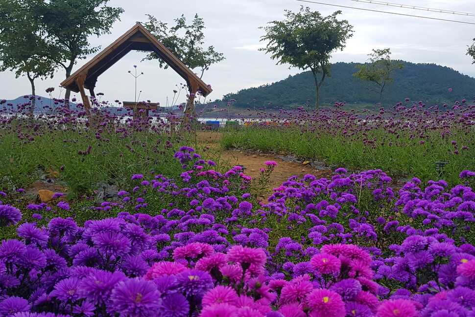 [ESC] 보라·분홍 물결에 내 마음 출렁