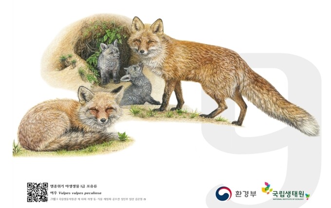 이름 뜻도 ‘영리한’ 여우, 1970년대까진 우리나라 살았다는데…