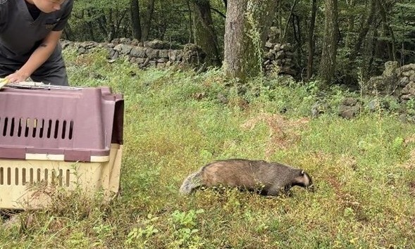 올무에 걸려 탈진한 제주 오소리 ‘휴우, 살았다’