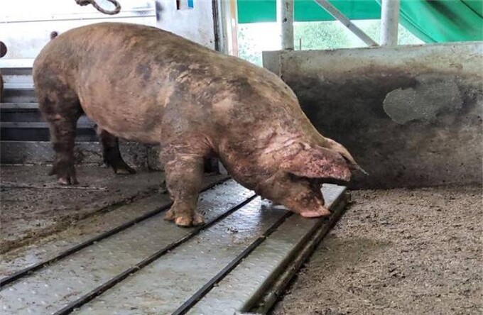 소·돼지 도살 직전까지 이런 고통 줘야 하나?…“당장 개선해야”