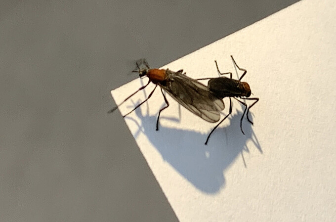 러브버그, 해충 아닌데…불쾌하다고 방제해도 되나요?