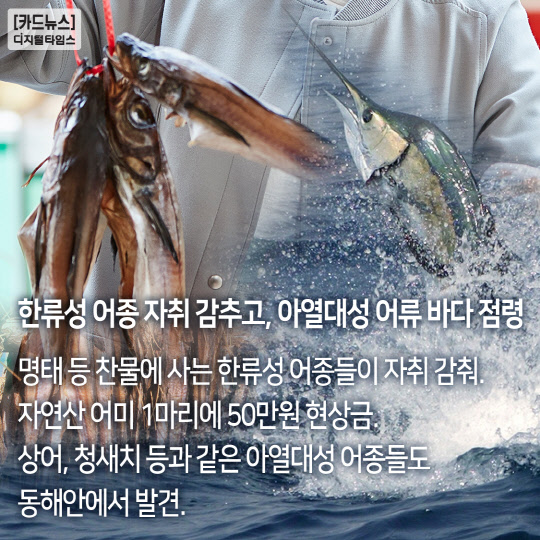 [카드뉴스] 지구 온난화의 역습! 자연산 명태 한 마리가 50만원?