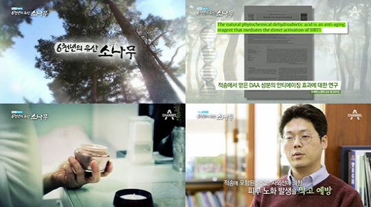 채널A 다큐멘터리 `6천년의 유산, 소나무`,안티에이징 효과 등 적송의 가치 재발견