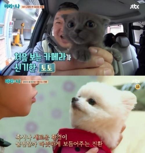 고양이보다 개가 주인 더 사랑, 개 키우는 사람이 고양이 키우는 사람보다 행복감 더 느껴