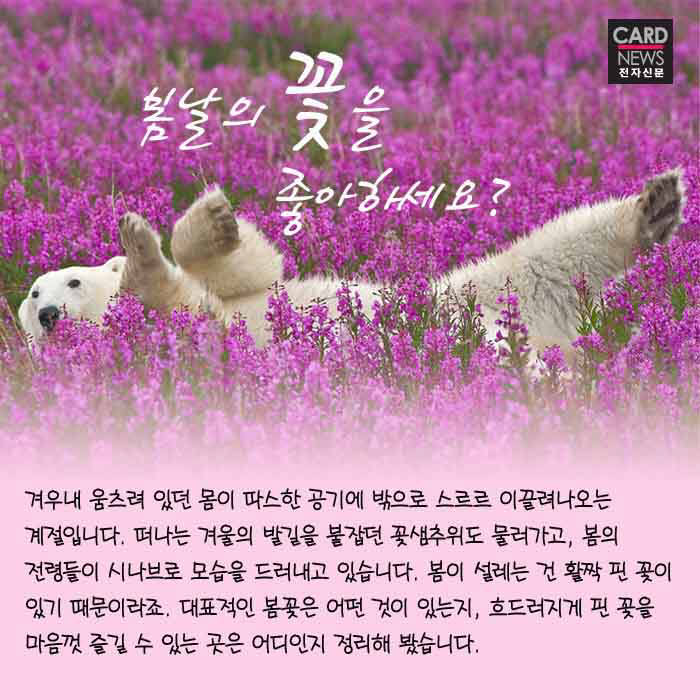 [카드뉴스]봄날의 꽃을 좋아하세요