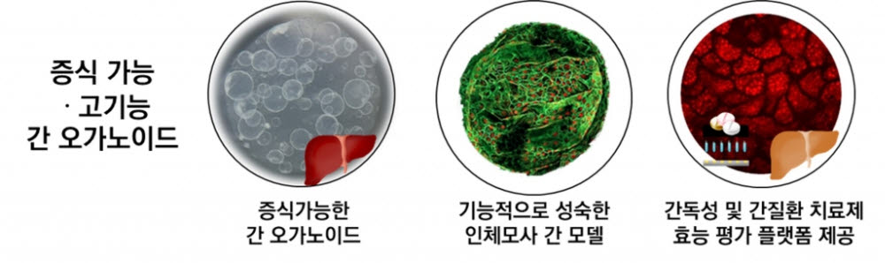 [테크비즈코리아 2022]한국생명공학연구원, 증식 가능 및 성숙한 간 오가노이드 제조 방법