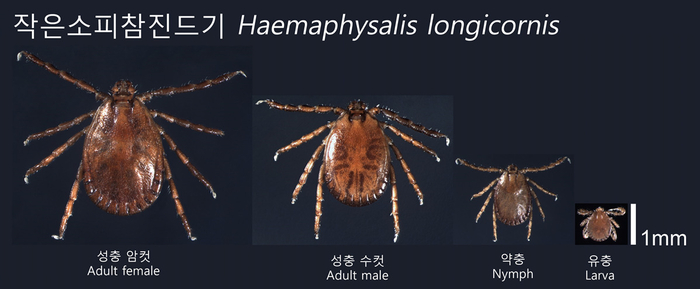 봄철 야외 활동 진드기 조심하세요…질병청 참진드기 감시 개시