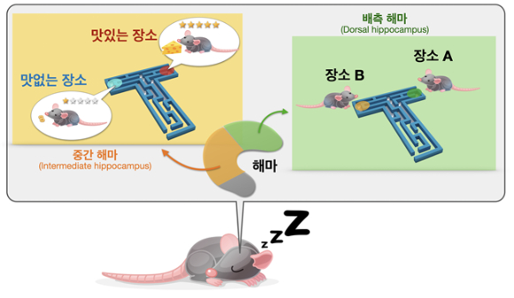 [지금은 과학] 좋은 추억, 맛집 기억…해마 작동원리 있었네