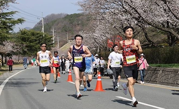 제24회 합천벚꽃마라톤대회 내년 3월 30일 개최