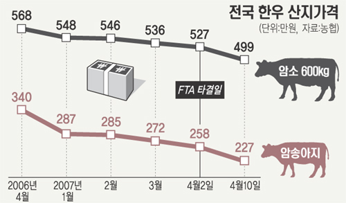 500만원 암소가 380만원···한·미FTA 타결이후 우시장르포