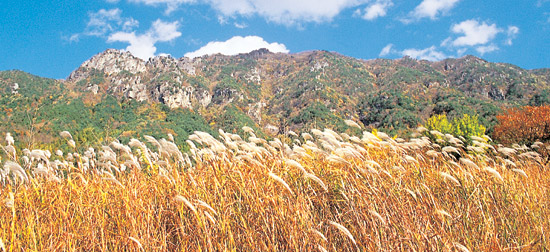[한국의 숲, 한국의 명산](27) 충남 금산군 서대산