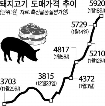 돼지고기 도매가 ‘자고 나면 최고가’