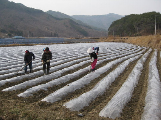 곡성군, ′토란′ 명품화 사업 본격 추진