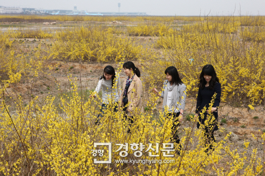 인천공항에 꽃내음 물씬…20일 ‘하늘공원 개나리꽃 체험’