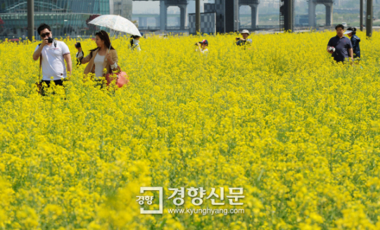 [경향포토]유채밭 거니는 시민들