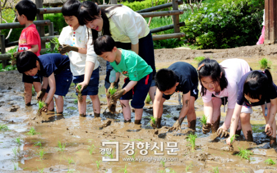 [경향포토]모내기에 열중하는 꼬마농부들
