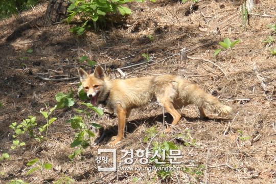토종여우 복원 본격 시동