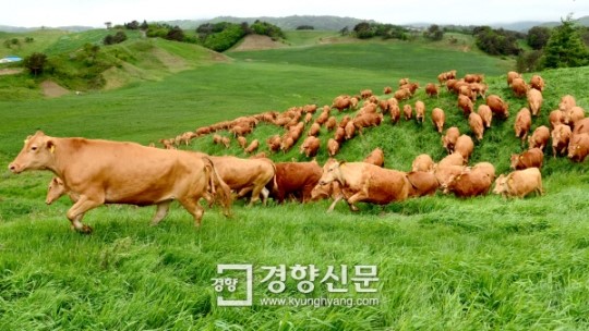 [경향포토]언덕 달리는 첫 방목 한우들