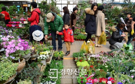 [경향포토]봄꽃으로 가득한 화훼공판장