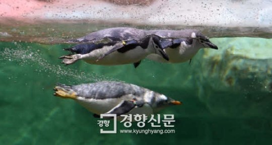 신보, 위험 감수하는 ‘퍼스트 펭귄형’ 창업기업 지원 확대키로