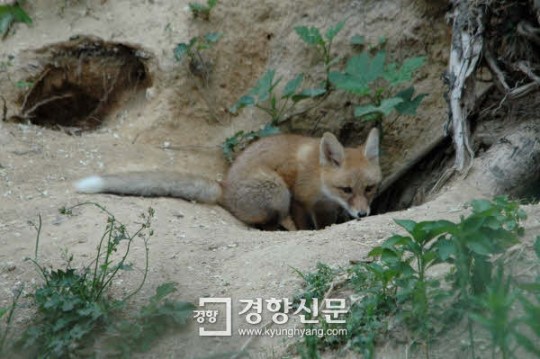 일가족 포함 여우 9마리 소백산에 방사