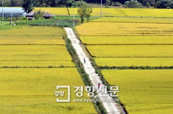 농식품부, 쌀 풍작에 초과공급분 최대 18만t  매입키로