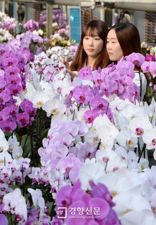 [경향포토]국산 난 재배하는 연구원들