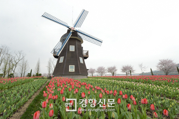 순천만정원, 튤립 등 봄꽃 앞다퉈 피어나 ‘봄꽃향연’